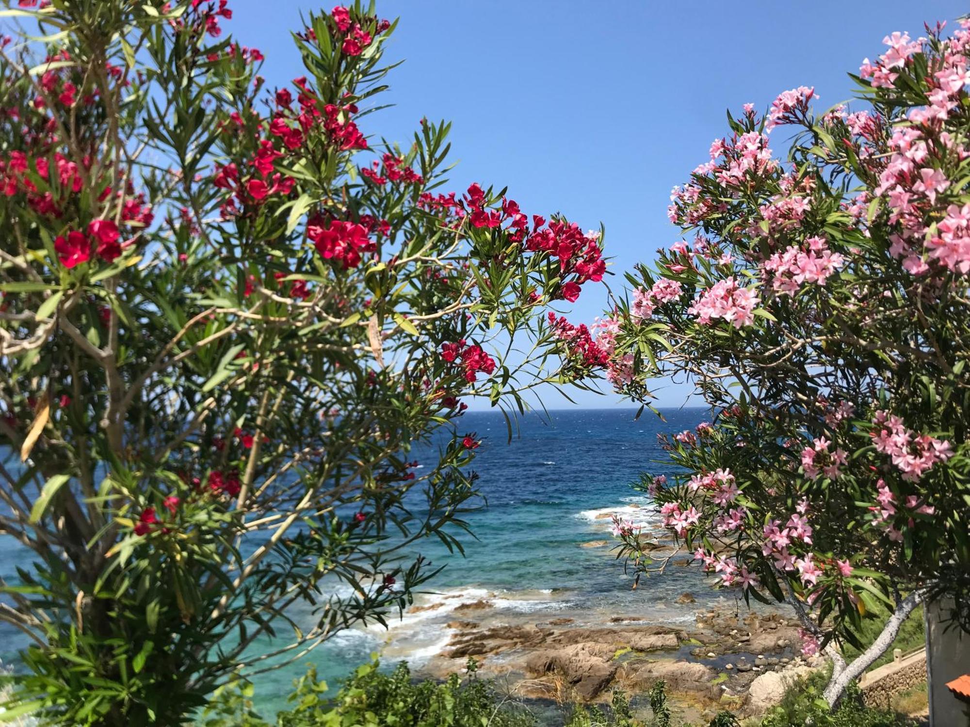 דירות LʼÎle-Rousse Nidu Accogliente In Balagna מראה חיצוני תמונה